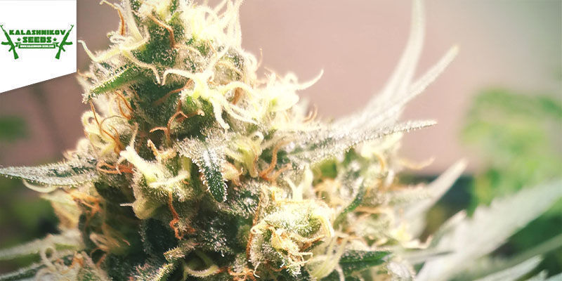 Vodka Lemon Vodka Lemon