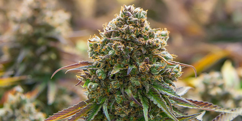 Autoflower oder photoperiodische Sorte? Autoflower oder photoperiodische Sorte?