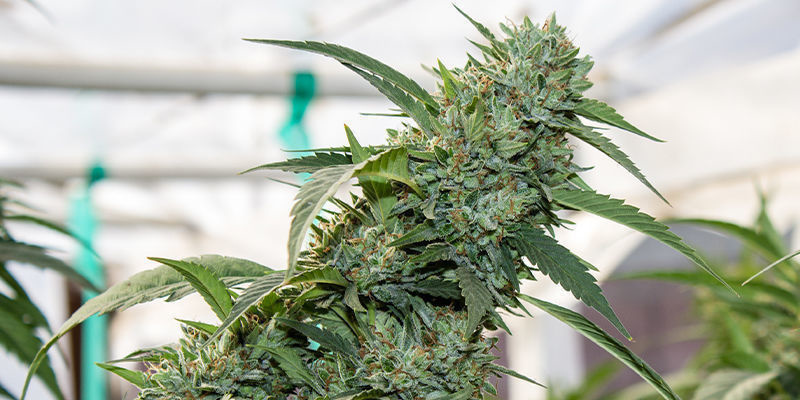 Big Bang Autoflowering (Greenhouse Seeds) Big Bang Autoflowering (Greenhouse Seeds)