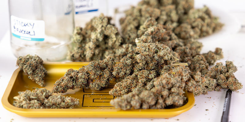 Vom Samen bis zur Ernte: So erzielst du beim Indoor-Anbau die besten Ergebnisse Vom Samen bis zur Ernte: So erzielst du beim Indoor-Anbau die besten Ergebnisse