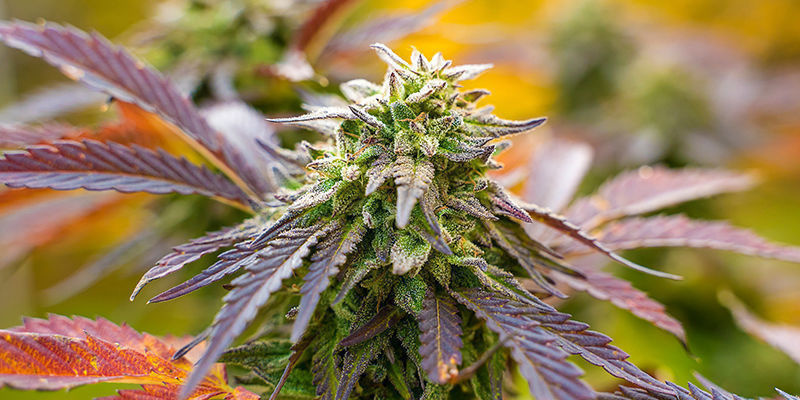 Fruit Punch (Zamnesia Seeds) Fruit Punch (Zamnesia Seeds)