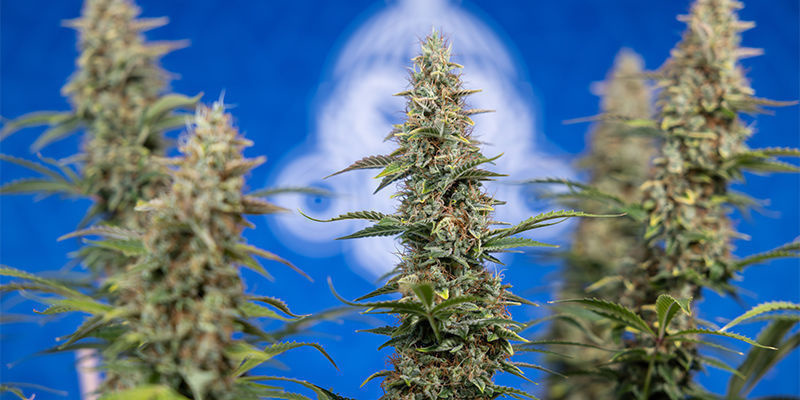 Ghost Train Haze Automatic Ghost Train Haze Automatic