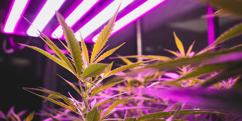 Tipps für den Indoor-Cannabisanbau: Beleuchtung, Belüftung und mehr Tipps für den Indoor-Cannabisanbau: Beleuchtung, Belüftung und mehr