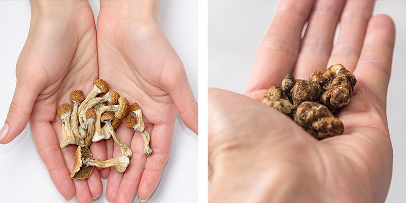 Magische Trüffel und Magic Mushrooms: Eine kurze Zusammenfassung Magische Trüffel und Magic Mushrooms: Eine kurze Zusammenfassung