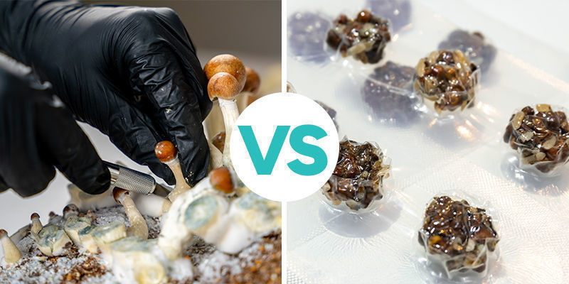 Magische Trüffel vs. Magic Mushrooms Magische Trüffel vs. Magic Mushrooms