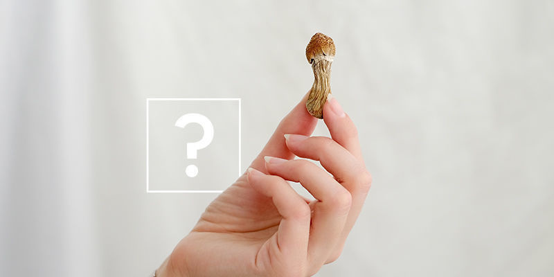 Was ist besser: Magische Trüffel oder Magic Mushrooms? Was ist besser: Magische Trüffel oder Magic Mushrooms?