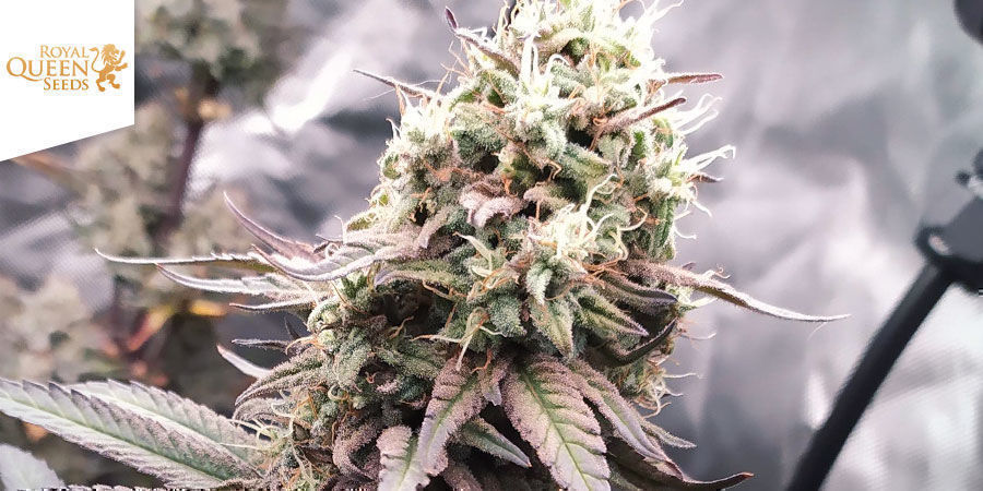 Joanne's CBD Joanne's CBD