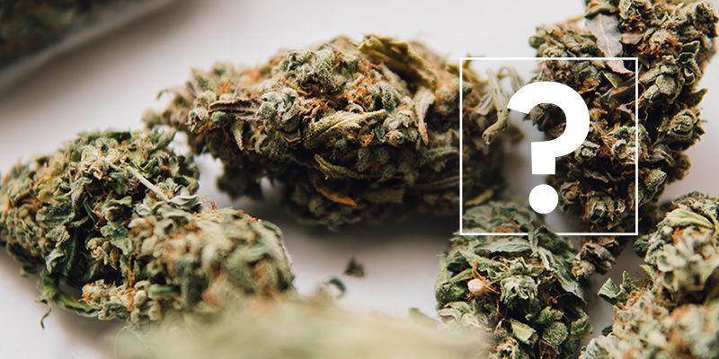 Der Entourage-Effekt: FAQ Der Entourage-Effekt: FAQ