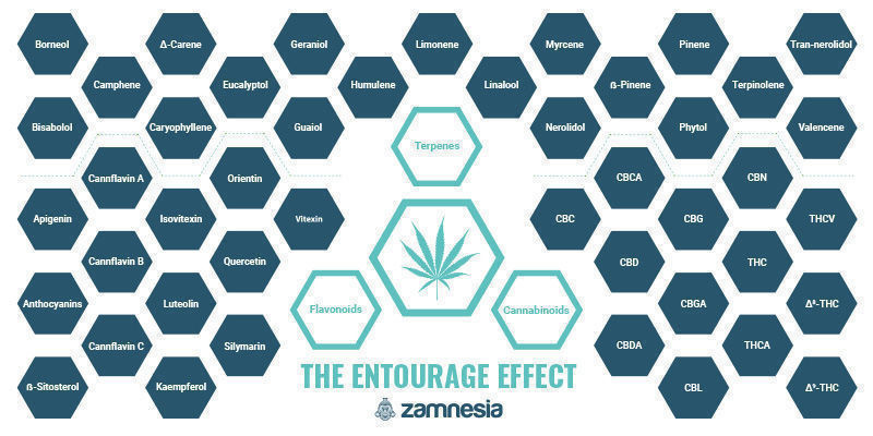 Der Entourage-Effekt – Eines Der Großen Geheimnisse Der Cannabispflanze Der Entourage-Effekt – Eines Der Großen Geheimnisse Der Cannabispflanze