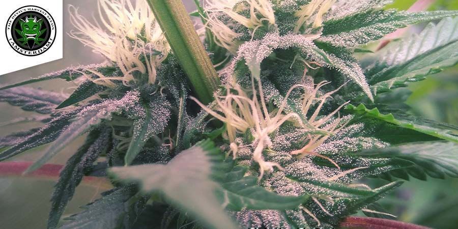 Kuchi (Devil's Harvest)