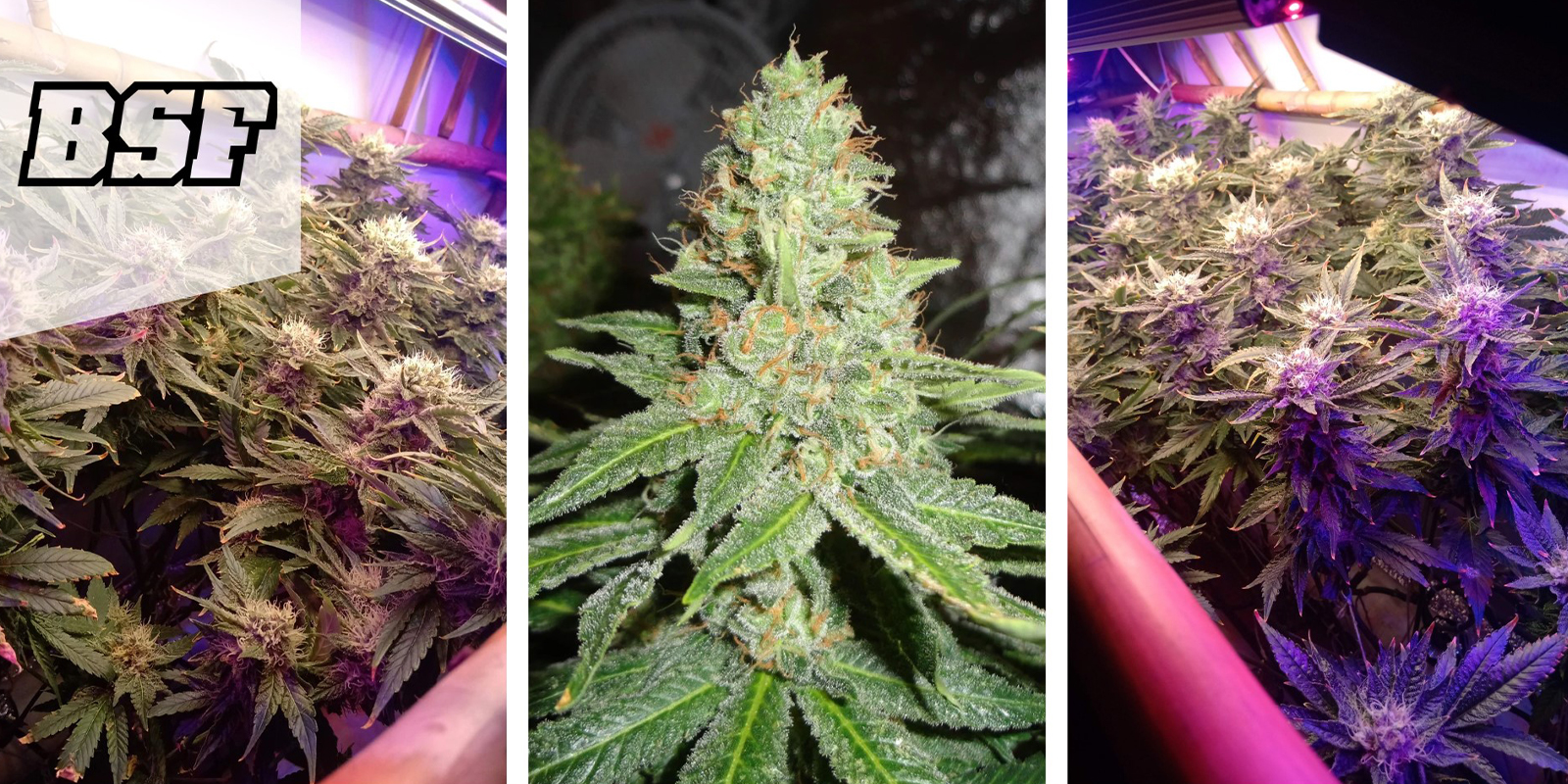 Green Tiger: BSF Seeds