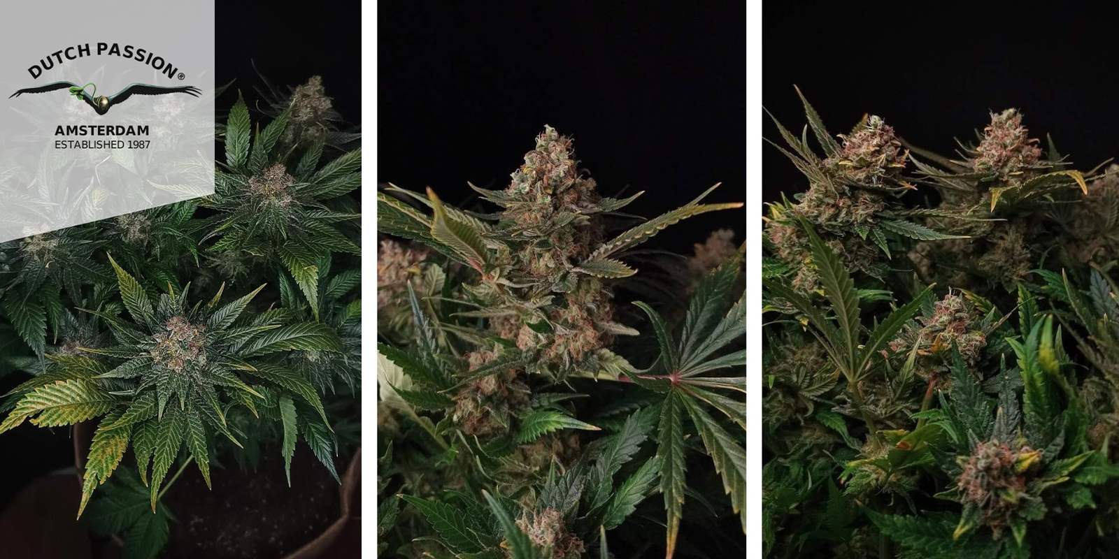 Passion #1: Dutch Passion