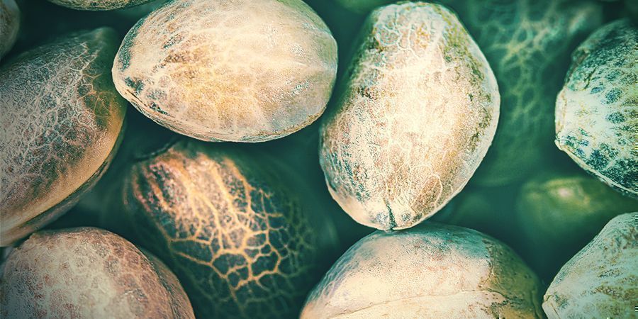 Schlechte Arten Von Samen Schlechte Arten Von Cannabissamen