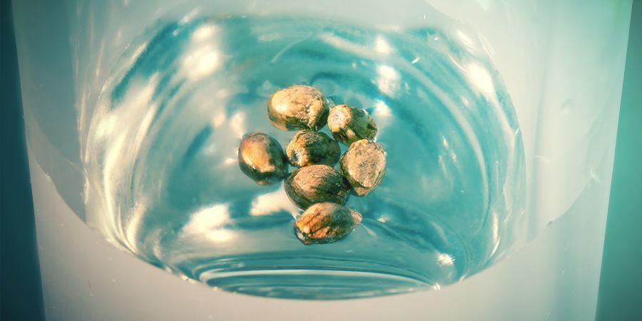 Testmethoden Für Deine Samen Testmethoden Für Deine Cannabis Samen