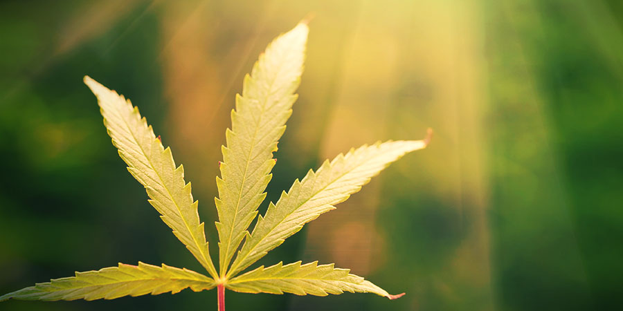 Für Die Beleuchtung Sorgen: Sonnenlicht Für Die Beleuchtung Sorgen: Sonnenlicht