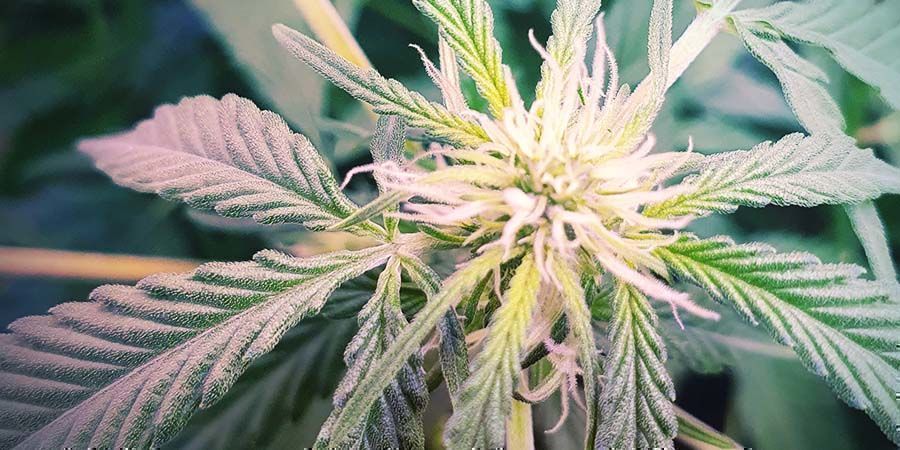 Ultimative CBD-reiche Sorte: CBD Fix Auto