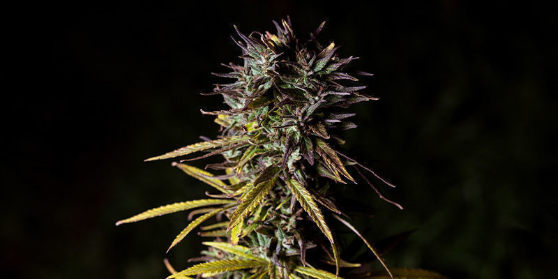Fat Banana Von Royal Queen Seeds: Fette Fruchtigkeit!  Fat Banana Von Royal Queen Seeds: Fette Fruchtigkeit!