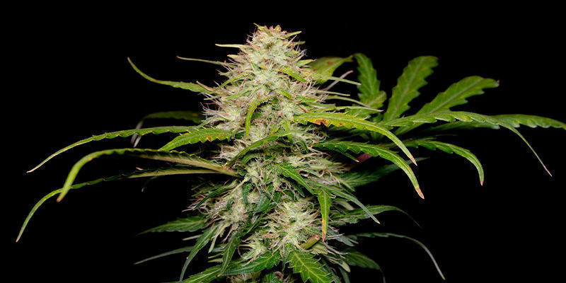 Green Love Potion Von Samsara Seeds Green Love Potion von Samsara Seeds