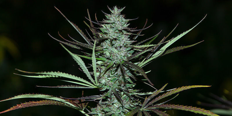 Love Peace Von Vip Seeds: Ein Käsiges Vergnügen Love Peace von VIP Seeds: Ein käsiges Vergnügen