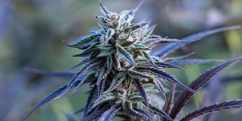 Passion Fruitz von Zamnesia Seeds: Eine tropische Liebesaffäre Passion Fruitz von Zamnesia Seeds: Eine tropische Liebesaffäre