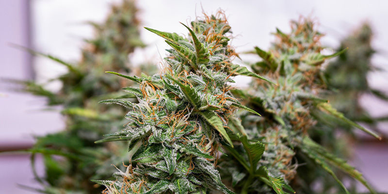 Wedding Cake Von Zamnesia Seeds: Wird Dir Viele Abende Freude Bereiten! Wedding Cake von Zamnesia Seeds: Wird Dir viele Abende Freude bereiten!