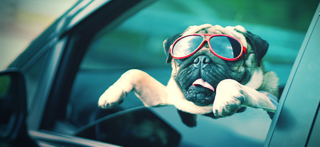 Haustier-geruchsentferner HAUSTIER-GERUCHSENTFERNER