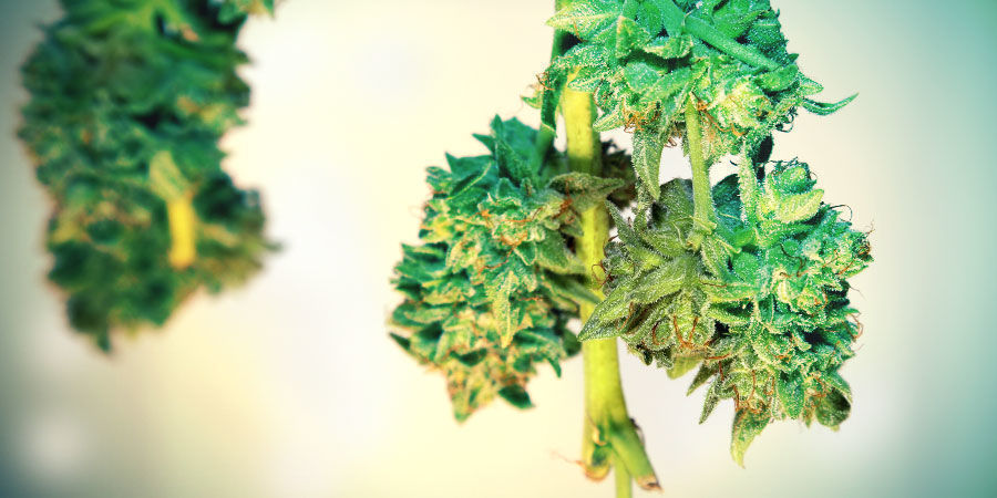 Trocknung Deiner Ernte Trocknung Deiner Ernte