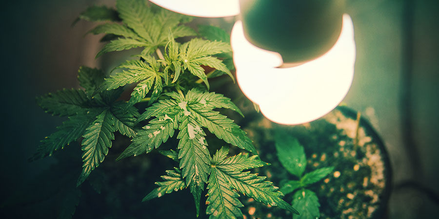 Wie Das Lichtspektrum Die Pflanzenausdehnung Beeinflusst Wie Das Lichtspektrum Die Pflanzenausdehnung Beeinflusst