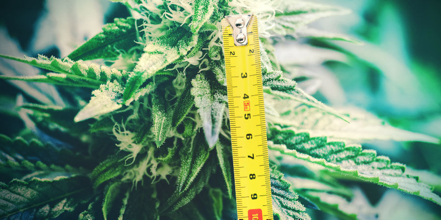 Höhe Der Pflanzen Höhe Der Pflanzen