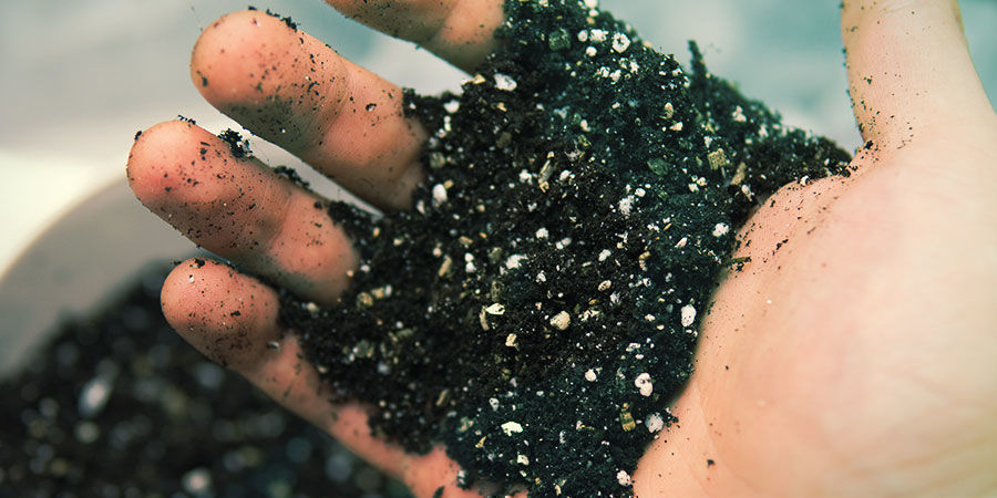 Bereite hochwertige Erde mit guter Drainage vor - Banisteriopsis Caapi