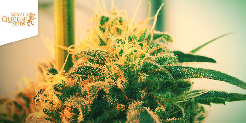 Royal Highness (Royal Queen Seeds) Royal Highness (Royal Queen Seeds)