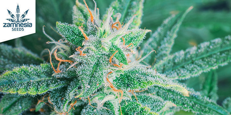 Blue Dream (Humboldt Seeds) Blue Dream (Humboldt Seeds)