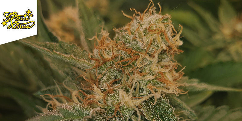 Kalashnikova (Greenhouse Seeds) Kalashnikova (Greenhouse Seeds)