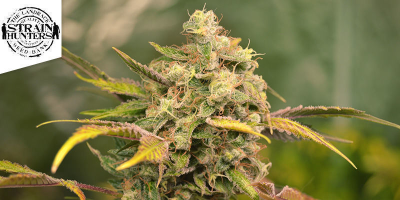 White Strawberry Skunk (Strain Hunters) White Strawberry Skunk (Strain Hunters)