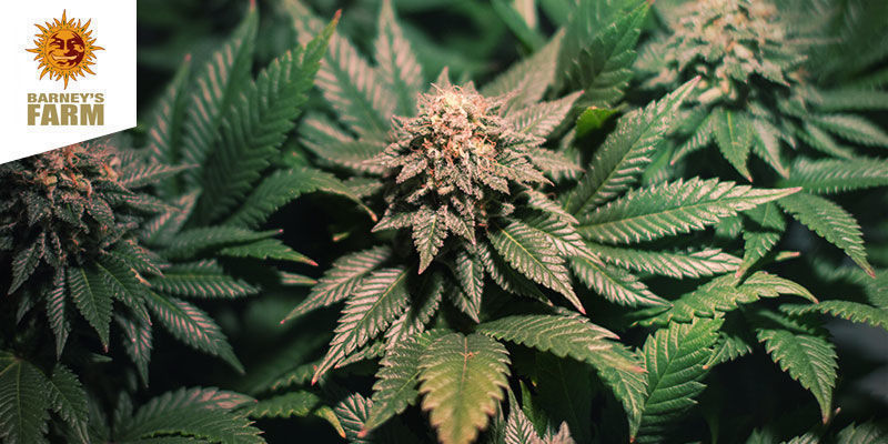 Strawberry Lemonade Von Barney's Farm Strawberry Lemonade Von Barney's Farm