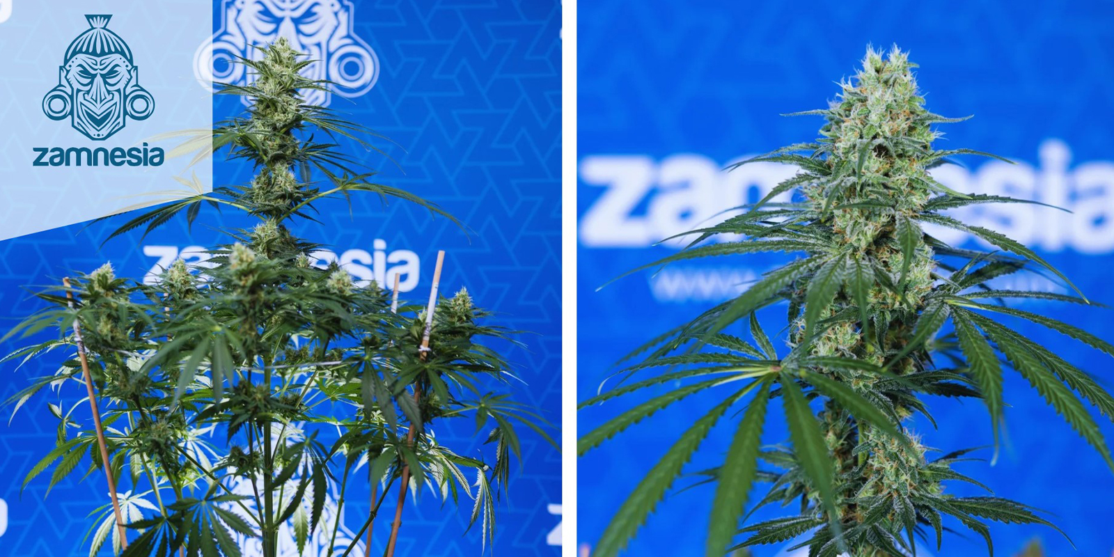 7. Blue Dream (Zamnesia Seeds)