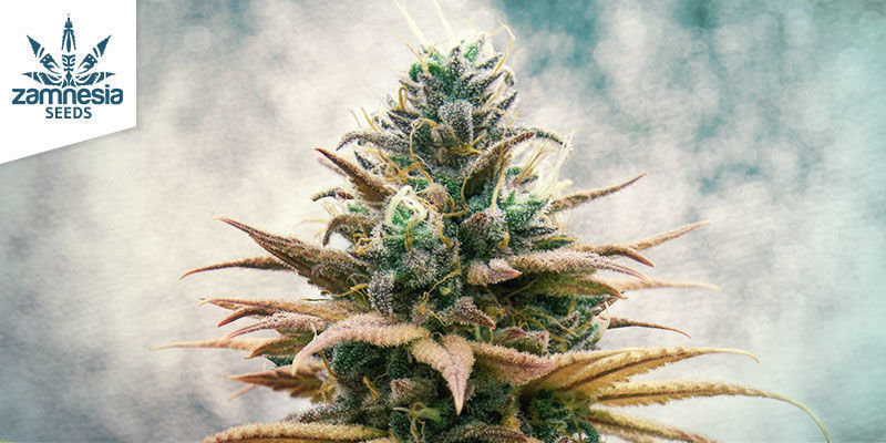 Blue Dream Von Zamnesia Seeds Blue Dream Von Zamnesia Seeds