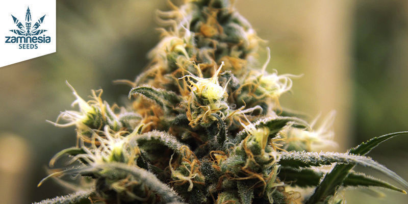 Blue Dream (Zamnesia Seeds) Blue Dream (Zamnesia Seeds)