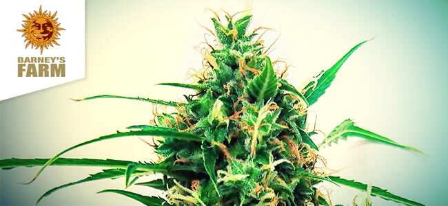 Critical Kush Auto (Barney’s Farm)