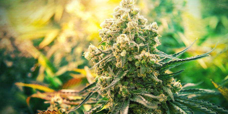 Cannabissorten Zum Abfeiern Cannabissorten Zum Abfeiern