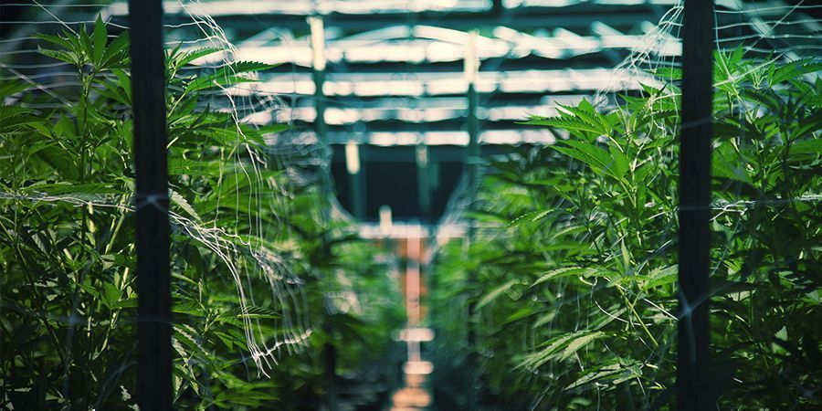 Buche Eine Marihuana-tour Buche Eine Marihuana-tour