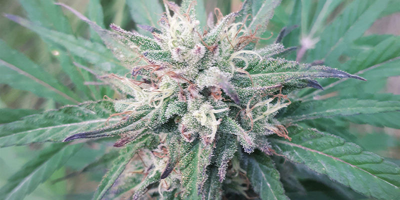 Ideale Cannabissorten, Die Du In Deinen Badebomben Verwenden Kannst IDEALE CANNABISSORTEN, DIE DU IN DEINEN BADEBOMBEN VERWENDEN KANNST