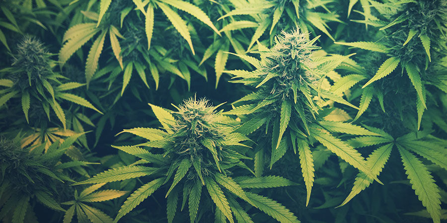 Wie Entsteht CBD? Wie Entsteht CBD?