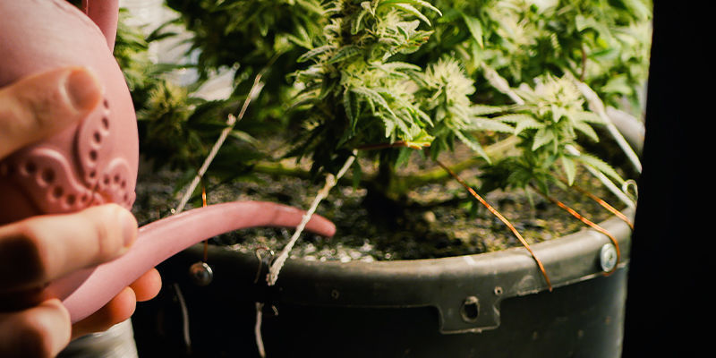 48 Stunden Vor Der Ernte 48 Stunden Vor Der Ernte