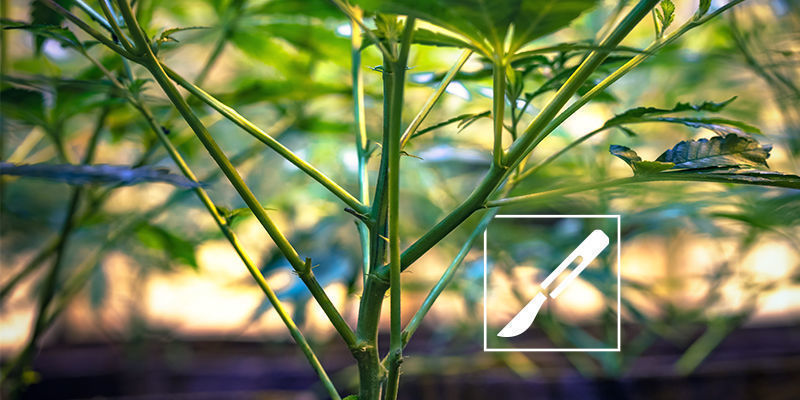 7–10 Tage Vor Der Ernte 7–10 Tage Vor Der Ernte