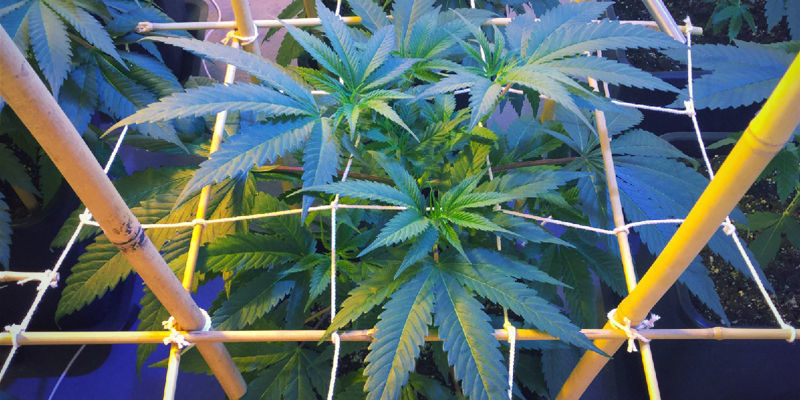 Während Der Wachstumsphase Während Der Wachstumsphase