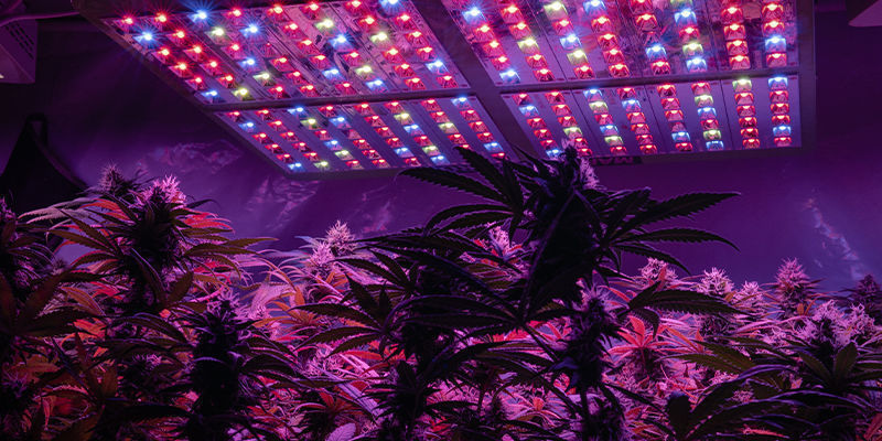 Beginn Der Blüte Beginn Der Blüte