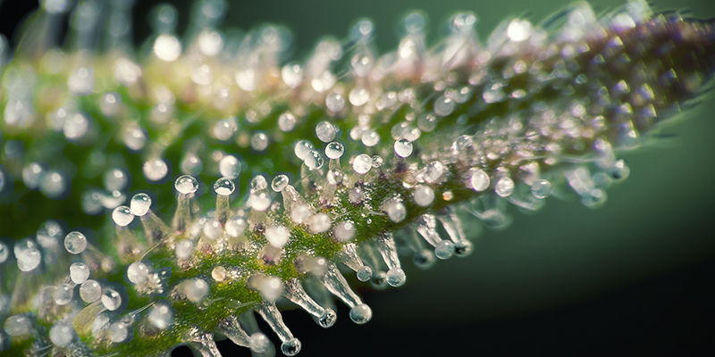 Was Sind Trichome? Was Sind Trichome?
