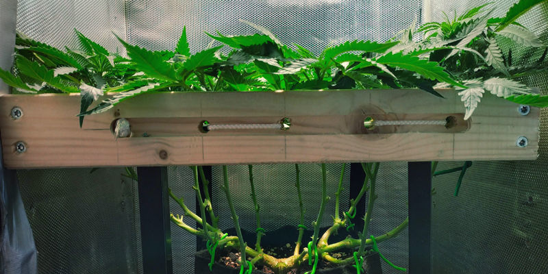 Warum Ist  Warum Ist