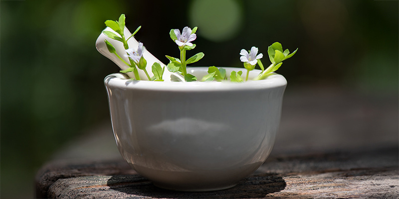 Bacopa monnieri Bacopa monnieri